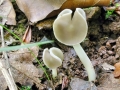 Helvella pezizoides
