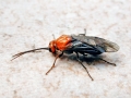 Hemichroa_australis.jpg