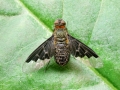 Hemipenthes morio