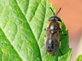 Heptatoma pellucens