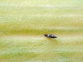Hercinothrips_aetiopiae_Weibchen.jpg