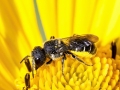 Heriades_truncorum_Weibchen.jpg