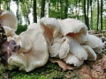 Hericium_cirrhatum.jpg