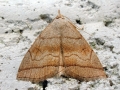 Herminia tarsicrinalis