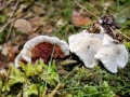 Heterobasidion_annosum.jpg