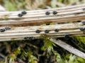 Heterosphaeria_patella.jpg