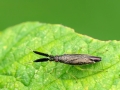 Heterotoma planicornis