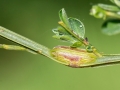 Hexomyza_sarothamni.jpg