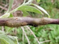 Hexomyza_simplicoides.jpg