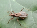 Himacerus apterus