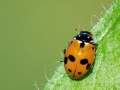 Hippodamia variegata