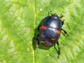 Hister quadrimaculatus