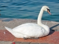 Hoeckerschwan.jpg