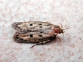 Hofmannophila_pseudospretella.jpg