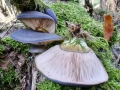 Hohenbuehelia serotina