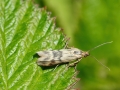 Homoeosoma sinuella