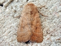 Hoplodrina_octogenaria.jpg