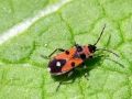 Horvathiolus_superbus.jpg