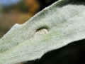Hyaloperonospora_galligena.jpg