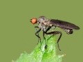 Hybos_culiciformis_Maennchen.jpg