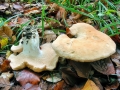 Hydnum_repandum.jpg