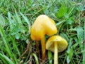Hygrocybe_chlorophana.jpg