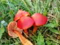 Hygrocybe_coccinea.jpg