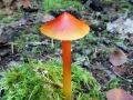 Hygrocybe_conica.jpg