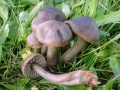Hygrocybe_ingrata.jpg