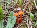 Hygrocybe_miniata.jpg