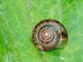 Hygromia_cinctella.jpg
