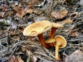 Hygrophoropsis_aurantiaca.jpg
