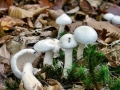 Hygrophorus_eburneus.jpg
