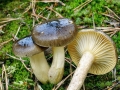 Hygrophorus_hypothejus.jpg