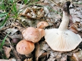 Hygrophorus_nemoreus.jpg