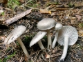 Hygrophorus_pustulatus.jpg