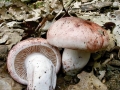 Hygrophorus russula