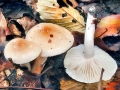 Hygrophorus_unicolor.jpg