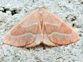 Hylaea fasciaria ssp. fasciaria