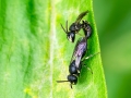 Hylaeus communis