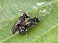 Hylaeus_hyalinatus.jpg