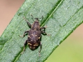 Hylobius_abietis.jpg