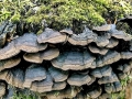 Hymenochaete_rubiginosa.jpg
