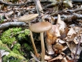 Hymenopellis radicata