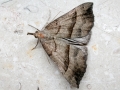 Hypena_proboscidalis.jpg