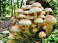 Hypholoma_fasciculare.jpg