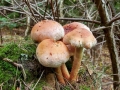 Hypholoma_lateritium.jpg