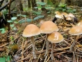Hypholoma_marginatum.jpg