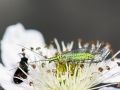 Hypochrysa elegans