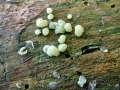 Hypocrea_gelatinosa.jpg